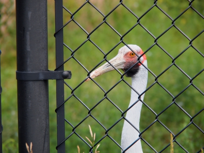 [Close up of a fine-feathered crane's head with black around the 